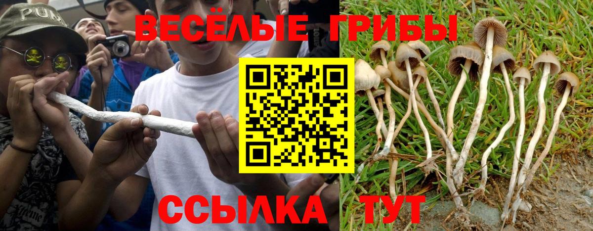 Галлюциногенные грибы Psilocybine cubensis Вязьма